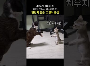 '만만치 않은' 아기 고양이 동생 (데본렉스, 싱가푸라)