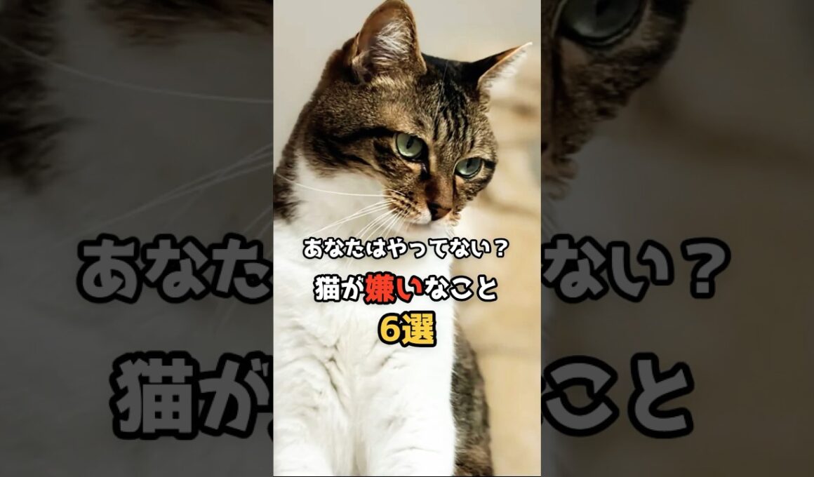 【猫雑学】実は嫌いだった！猫がされると困ること6選　あなたはやってない？ #猫 #猫のいる暮らし#shorts