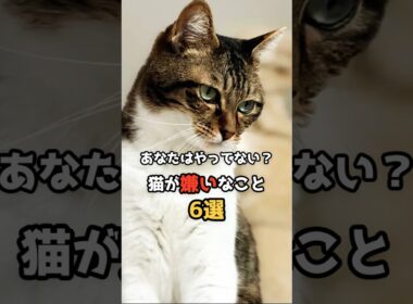 【猫雑学】実は嫌いだった！猫がされると困ること6選　あなたはやってない？ #猫 #猫のいる暮らし#shorts