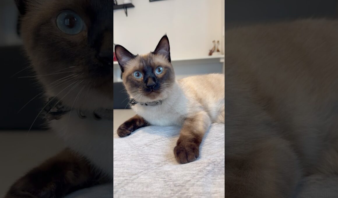 毛繕いのタイミングも一緒の仲良し兄弟猫 #トンキニーズ