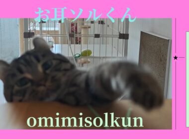 【アメリカンカール】ソルくん猫じゃらしで遊ぶ