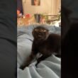 He’s showing how ferocious he is