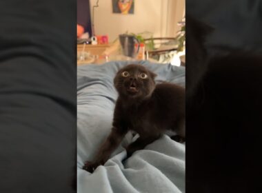He’s showing how ferocious he is