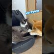 イタズラ大好き　#赤ちゃん猫  #子猫  #子ネコ  #猫のいる暮らし