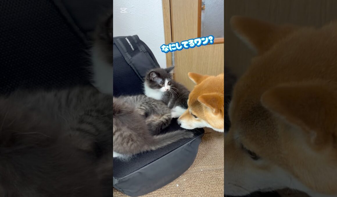 イタズラ大好き　#赤ちゃん猫  #子猫  #子ネコ  #猫のいる暮らし