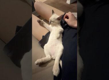 飼い主を寝かしつけるなじ (vol.2)