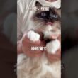 【抱っこがあまり好きじゃないラグドール】ずっと抱っこしたいが持って1分　#猫