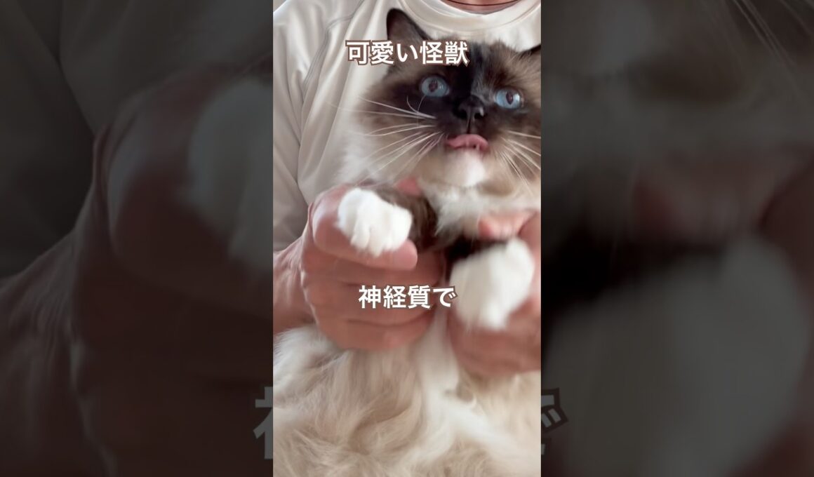【抱っこがあまり好きじゃないラグドール】ずっと抱っこしたいが持って1分　#猫