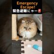 掃除機が始まると消えるペルシャ猫たち#猫 #猫動画 #ペルシャ猫 #ねこ #かわいい猫 #癒し #猫のいる暮らし #ふわふわ猫 #多頭飼い #猫ショート #動物動画 #掃除機 #猫あるある