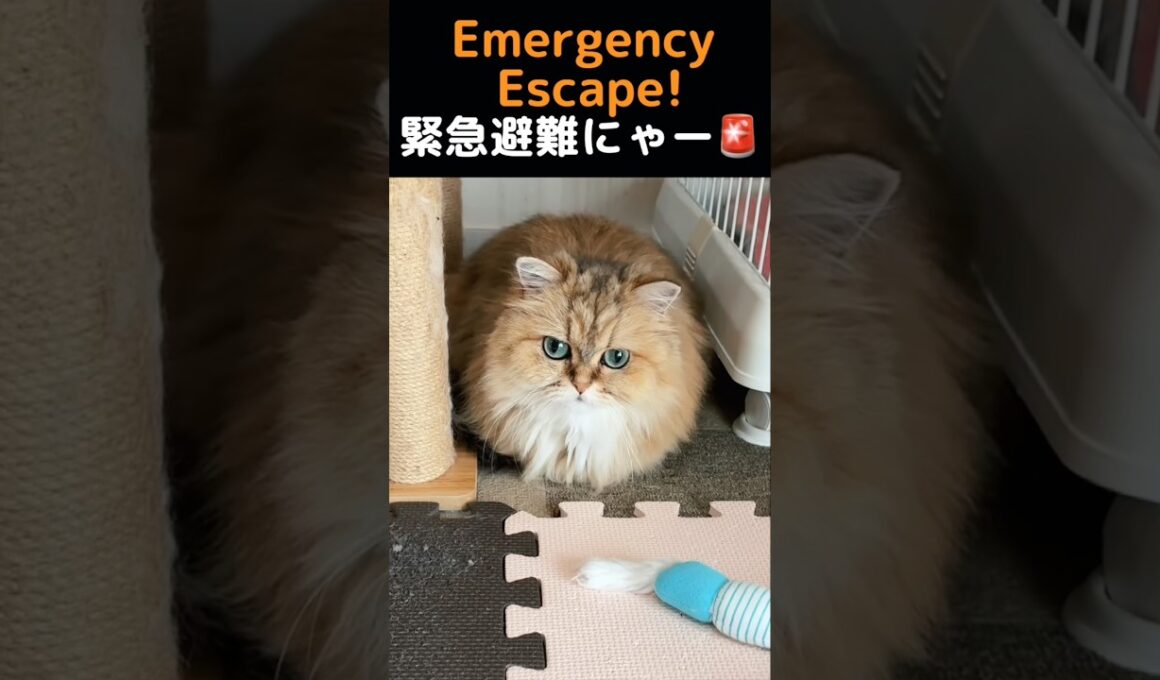 掃除機が始まると消えるペルシャ猫たち#猫 #猫動画 #ペルシャ猫 #ねこ #かわいい猫 #癒し #猫のいる暮らし #ふわふわ猫 #多頭飼い #猫ショート #動物動画 #掃除機 #猫あるある