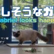 バーマン猫ガブとラフ【楽しそうなガブ】Gabriel looks happy（バーマン猫）Birman/Cat
