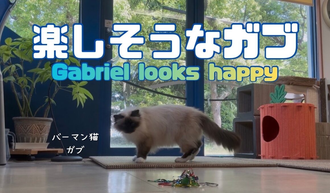 バーマン猫ガブとラフ【楽しそうなガブ】Gabriel looks happy（バーマン猫）Birman/Cat