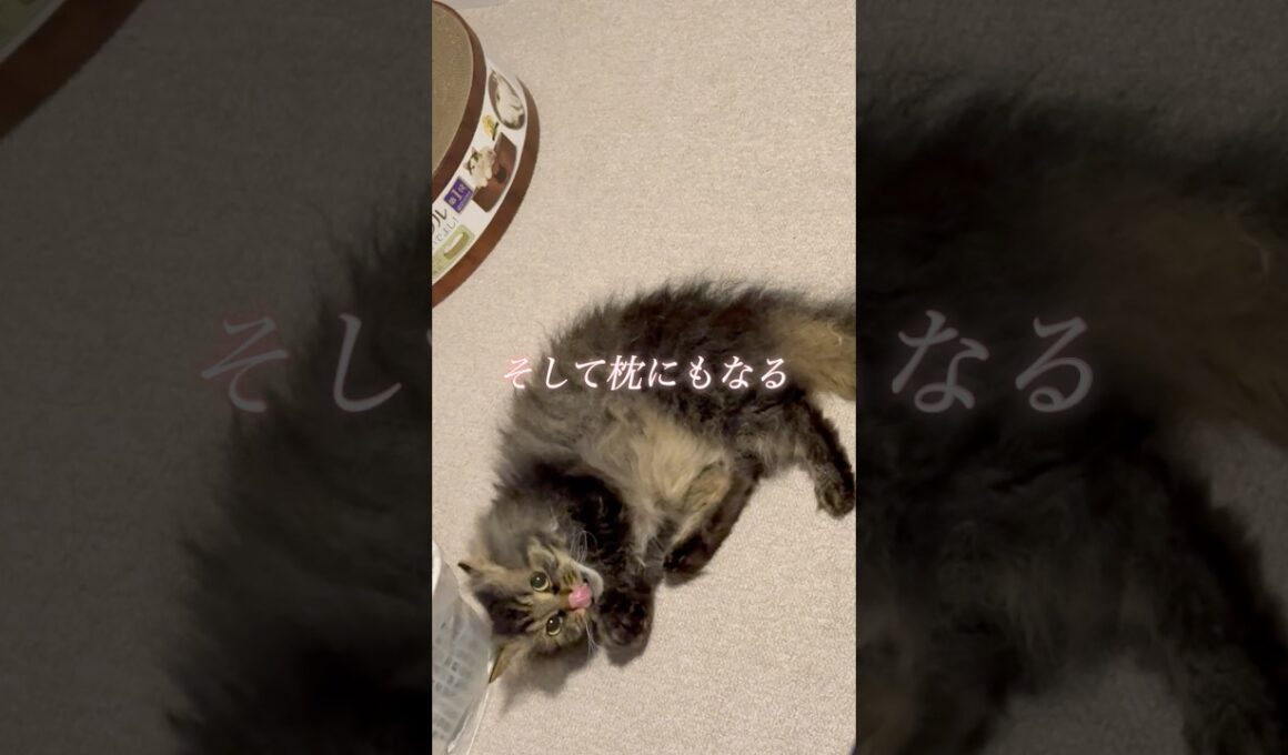 野球ボール蹴っちゃう猫くうちゃん #スクーカム #cat #猫のいる暮らし #猫 #猫好きさんと繋がりたい #shorts