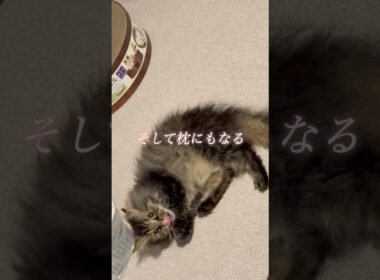 野球ボール蹴っちゃう猫くうちゃん #スクーカム #cat #猫のいる暮らし #猫 #猫好きさんと繋がりたい #shorts