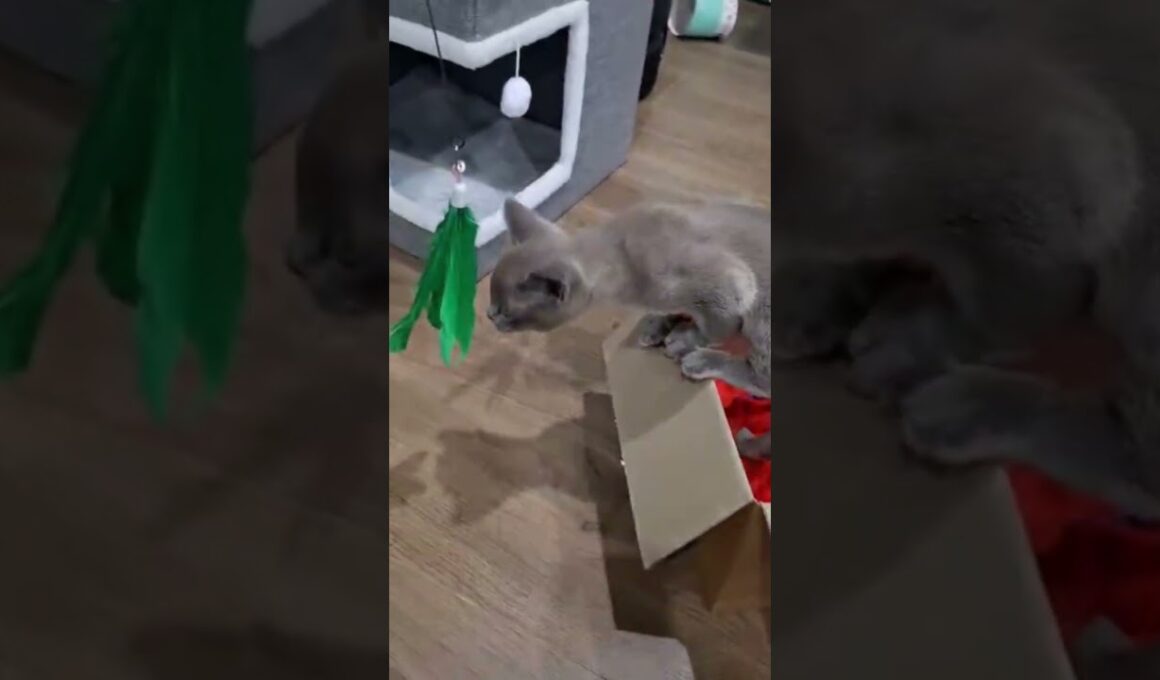 SUBSCRIBE 🤩 #cat #like #kitten #viral #cute #13million #1milio #funny #1mviewers #youtuberlife #love