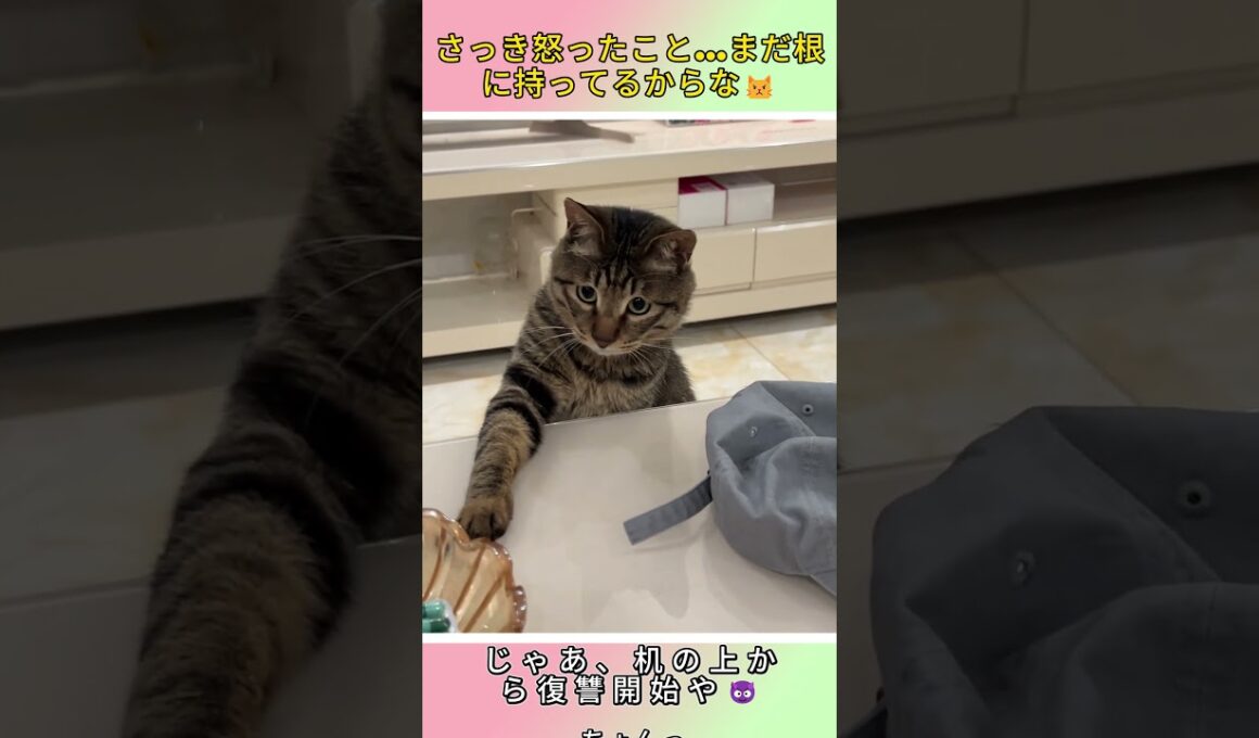怒られた猫の復讐が幼稚すぎるｗｗｗ🤣 #猫 #cat #子ネコ #可愛い #猫のいる暮らし