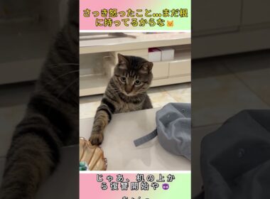 怒られた猫の復讐が幼稚すぎるｗｗｗ🤣 #猫 #cat #子ネコ #可愛い #猫のいる暮らし