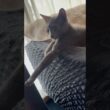 のんびりテレビを観る猫【ロシアンブルーのちょんたん】#猫 #cat #猫のいる暮らし #猫のいる生活 #ねこ #猫動画 #shortvideo #short #short