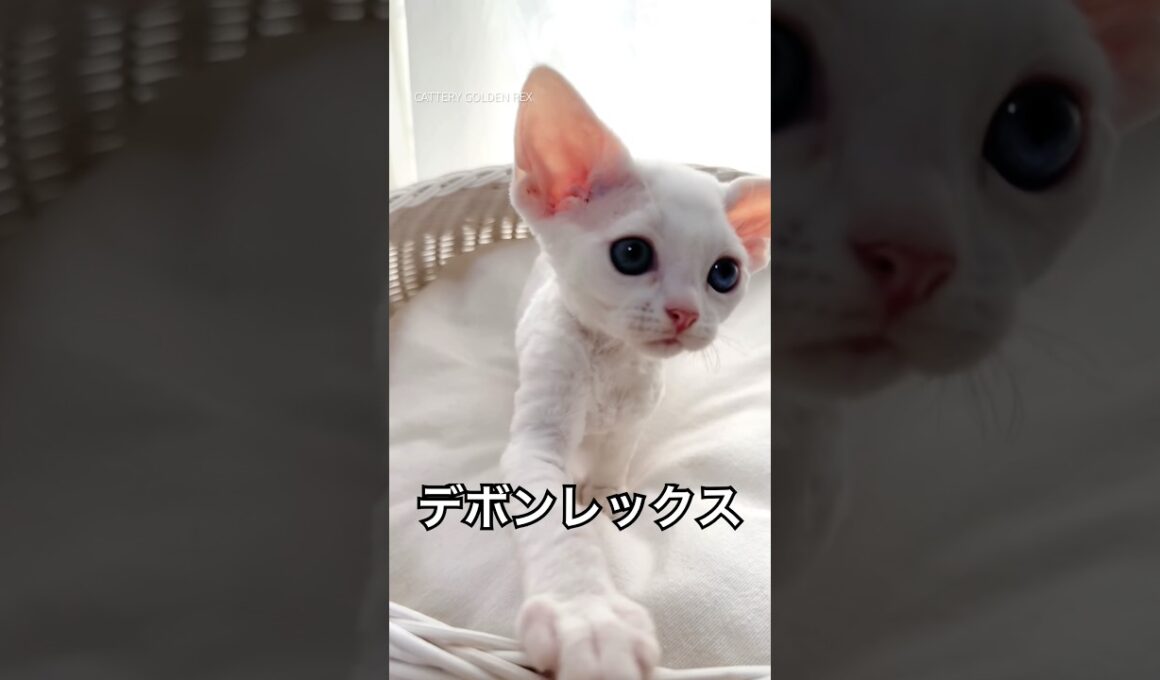 #オッドアイ #デボンレックス #猫のいる暮らし #子猫 #ブリーダー #goldenrex #shorts #shortscat #猫好きさんと繋がりたい #cat #愛知 #devonrex