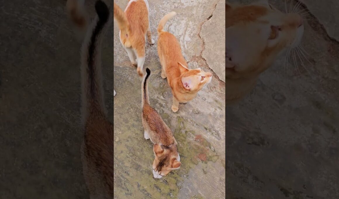 ごはんまだ？必死に鳴く猫が可愛い！