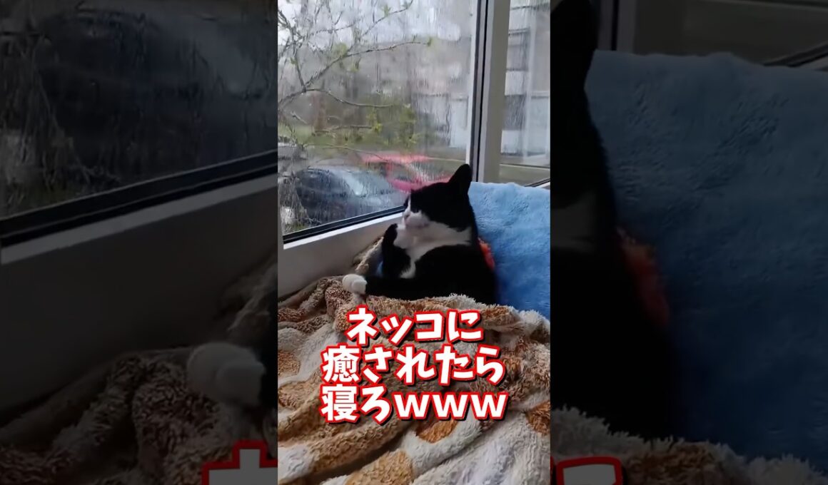 ネッコの動画で癒されたら寝ろｗｗｗ　#2ch  #動物  #猫 #癒やし #ねこ動画