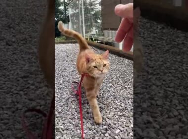 呼べば来る猫 散歩 アメリカンショートヘアー cat うめ