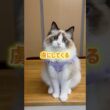 ラグドールを抱っこ好きにさせる、ブリーダーの技