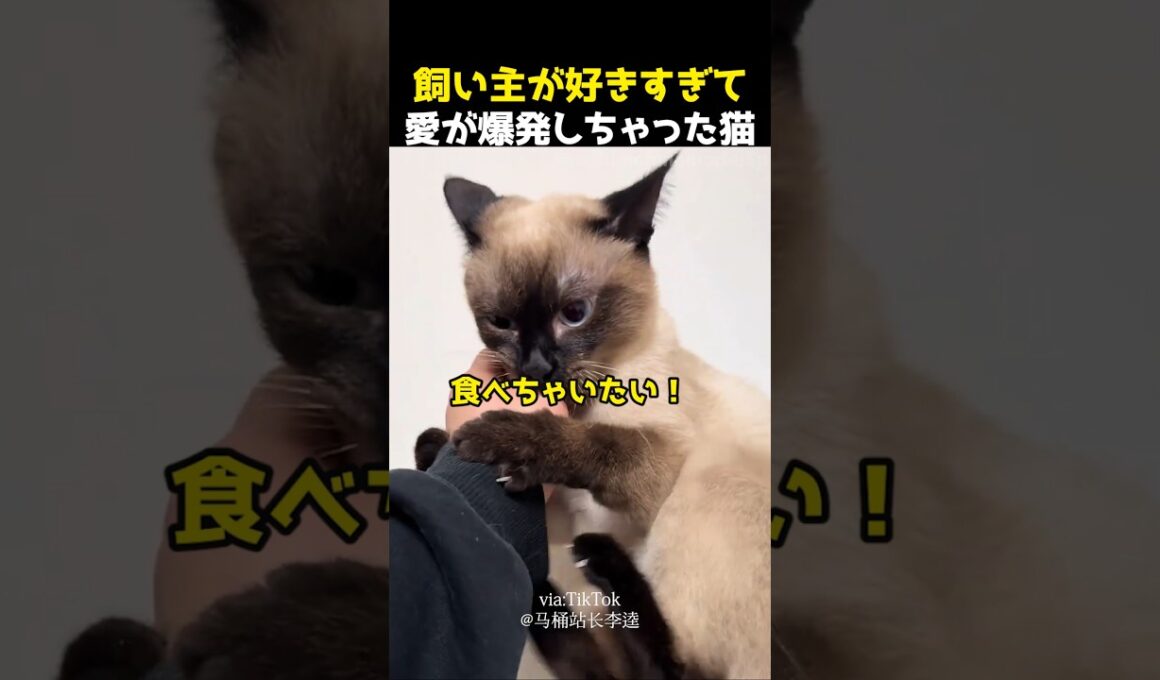 飼い主が好きすぎて愛が爆発しちゃった猫