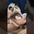 抱っこ大好きマン🧸 #shorts #子猫 #猫 #ラグドール #甘えん坊猫 #猫のいる暮らし
