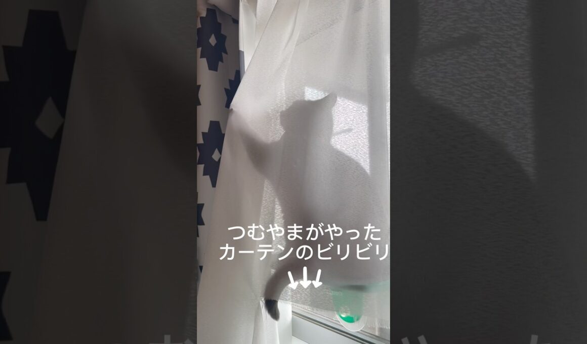 カーテンを破るつむやま〜【シャルトリューつむやまのカーテンビリビリ日記】 #猫 #猫好きさんと繋がりたい #chartreux #ネコ #シャルトリュー #cat #ねこ #猫のいる暮らし