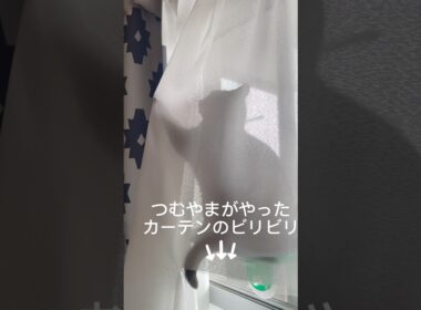 カーテンを破るつむやま〜【シャルトリューつむやまのカーテンビリビリ日記】 #猫 #猫好きさんと繋がりたい #chartreux #ネコ #シャルトリュー #cat #ねこ #猫のいる暮らし