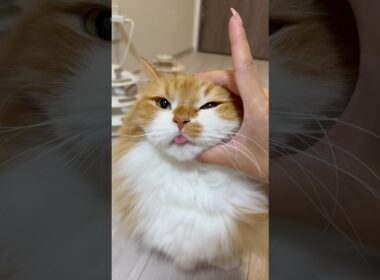 うに召喚𐐃ω𐐃 #shorts #猫 #マンチカン #短足マンチカン #cat #munchkin
