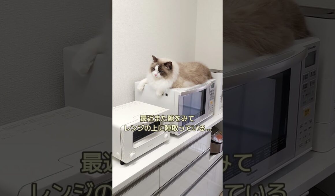 絶対動かないマン！　#shorts #ragdoll