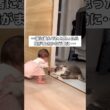ふたりで仲良く遊んでるところを何気なく撮ってたら奇跡の瞬間をカメラに収めることに成功しました #猫 #赤ちゃん #スコティッシュフォールド #shorts