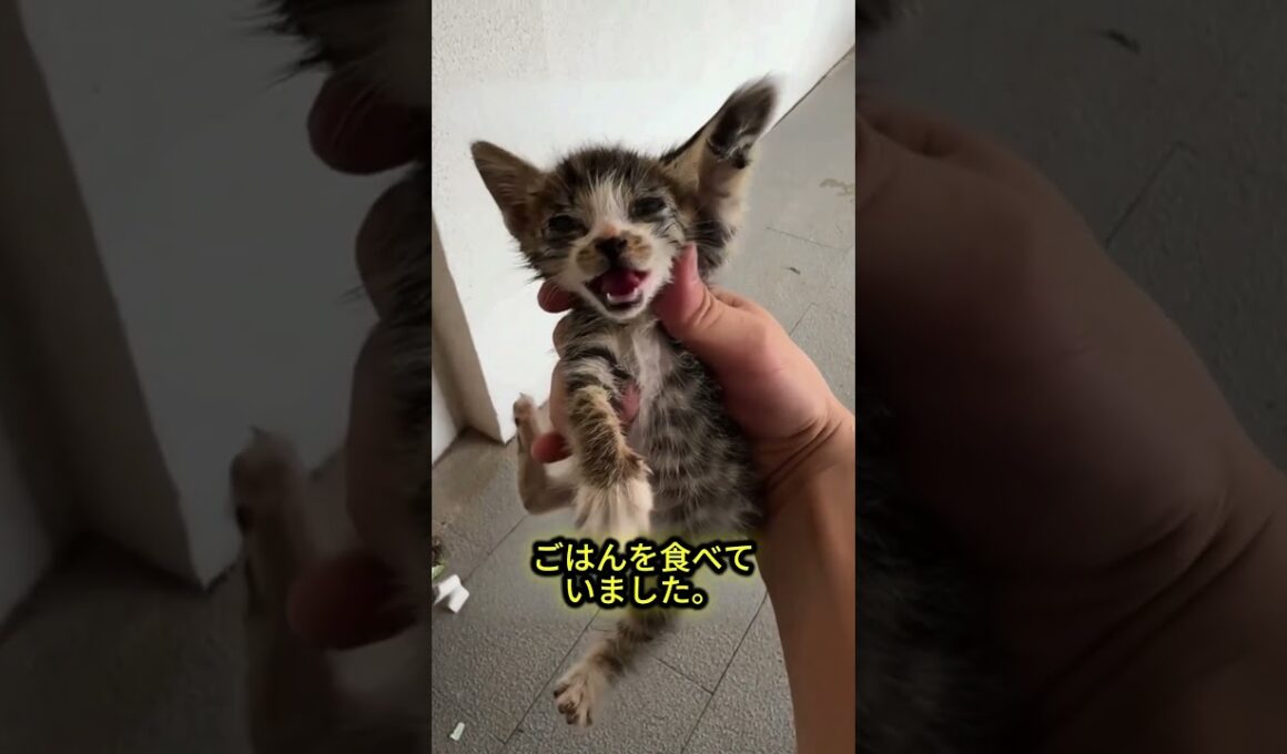 いちばん弱かった子猫が、6匹でただ1匹、生き抜いた理由