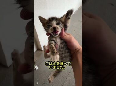 いちばん弱かった子猫が、6匹でただ1匹、生き抜いた理由