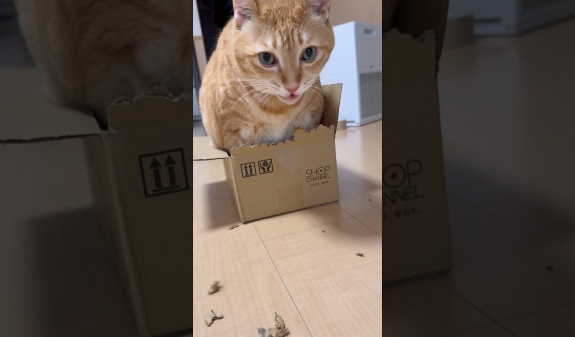 ダンボールを真剣にカミカミする猫 #茶トラなつ #保護猫と暮らす #ボブテイル