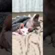 ママを待ってる猫スルタンとアレクサンドラ【スフィンクス】