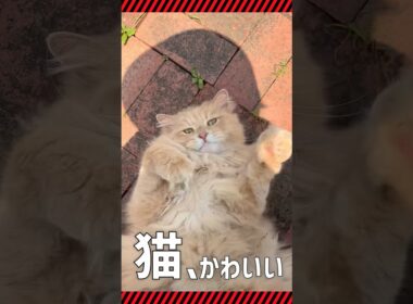 キャットニップで猫暴走🌱【サイベリアン・多頭飼い】 #shorts #サイベリアン #キャットニップ