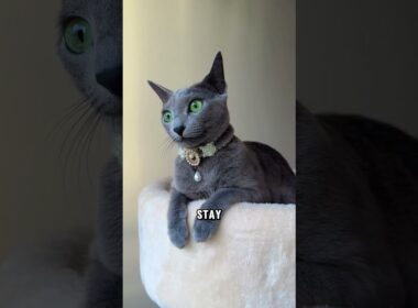 Top 5 Most Indifferent Cat Breeds in the World #cat #shorts #animalfacts