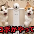 最新のAIペットシッターがウチにやってきてくれました！！！