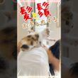 ミルクを飲んで成長した子猫が、お礼に髪の毛とひげを毛づくろいしてくれる【保護猫生活】