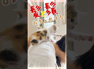 ミルクを飲んで成長した子猫が、お礼に髪の毛とひげを毛づくろいしてくれる【保護猫生活】