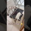 洗面所で大暴れした結果こうなってました😅💕#ラグドール #猫好きさんと繋がりたい #猫のいる暮らし #ねこ動画