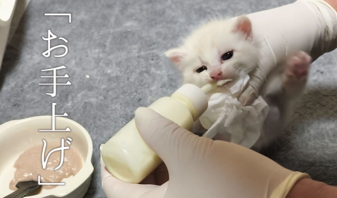 イヤイヤからのゴクゴク！ミルクを嫌がる子猫が目を見開く瞬間が尊すぎる…