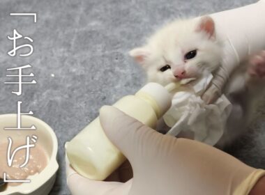 イヤイヤからのゴクゴク！ミルクを嫌がる子猫が目を見開く瞬間が尊すぎる…