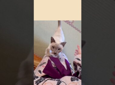 旅先でも抱っこラッシュでした🥹💕【甘えん坊猫】