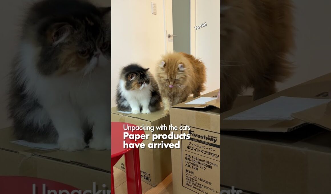 猫たちと開梱／ペーパー類が来たよ