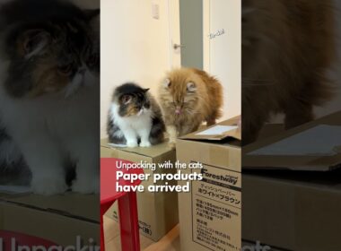 猫たちと開梱／ペーパー類が来たよ