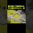 遊び疲れて電池切れになった犬と猫がかわいい...笑#shorts